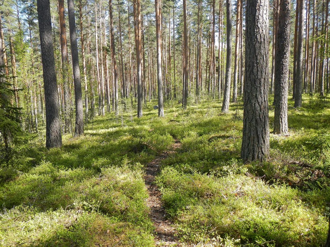 Visit Päijänne