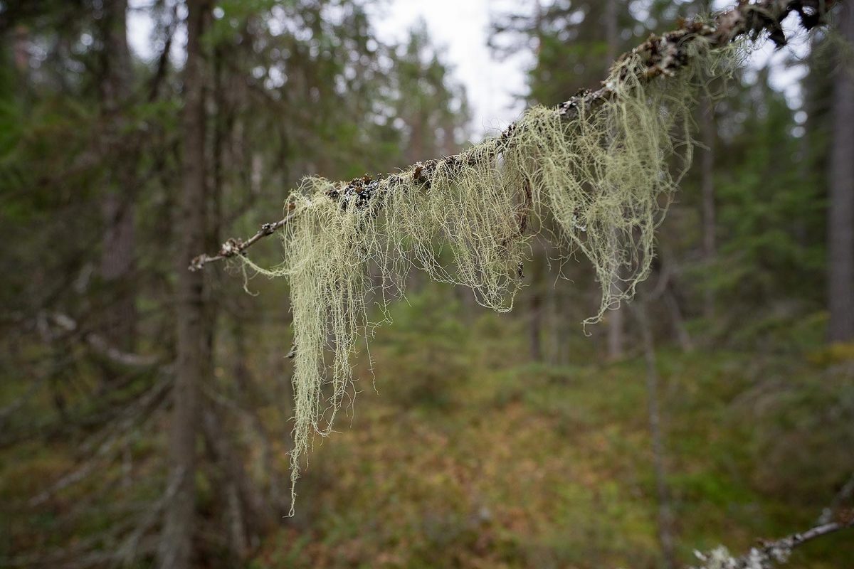 Visit Päijänne