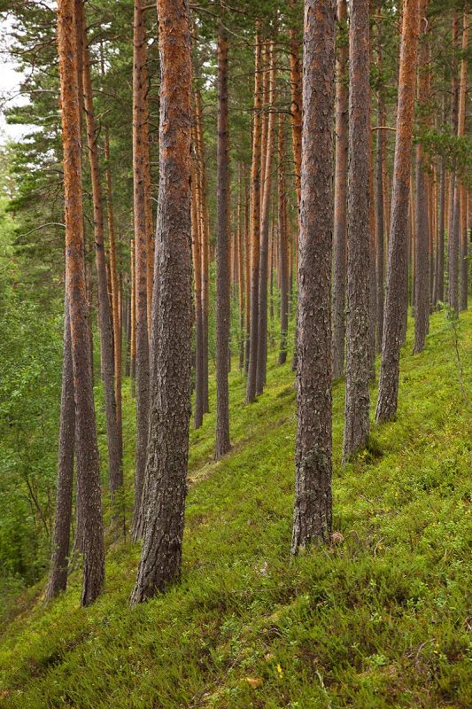 Visit Päijänne