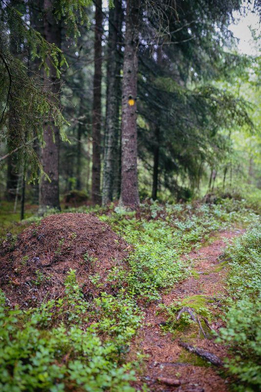 Visit Päijänne